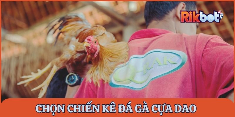 Cách chọn chiến kê trong đá gà cựa dao Rikbet