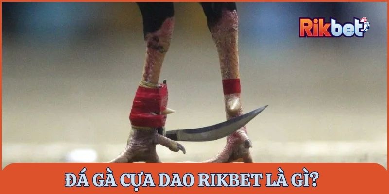 Đá gà cựa dao Rikbet là gì?