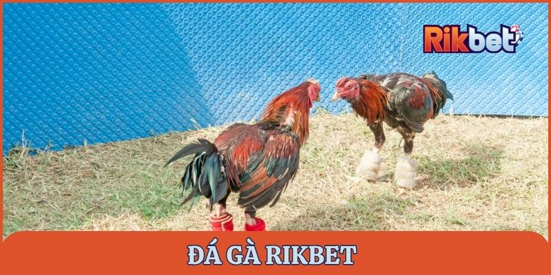 Đá gà rikbet