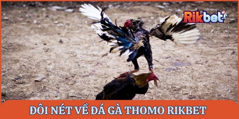 Đôi nét về đá gà Thomo Rikbet
