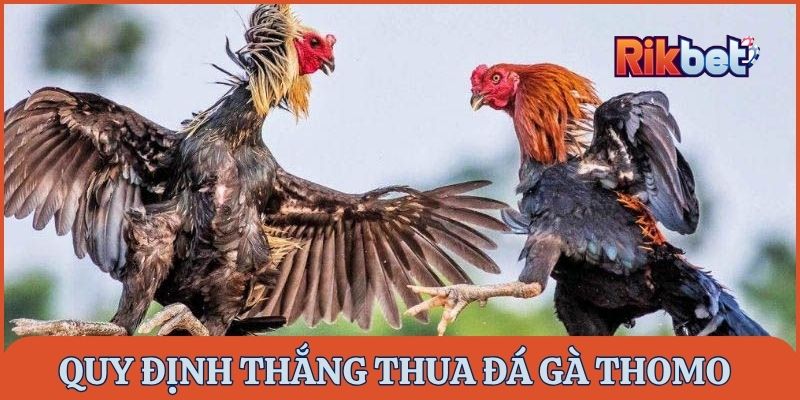 Quy định thắng thua trong đá gà Thomo Rikbet